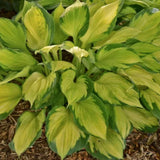 Hosta Captain Kirk