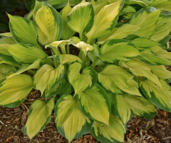 Hosta Captain Kirk