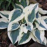 Hosta Great Escape