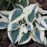 Hosta Great Escape