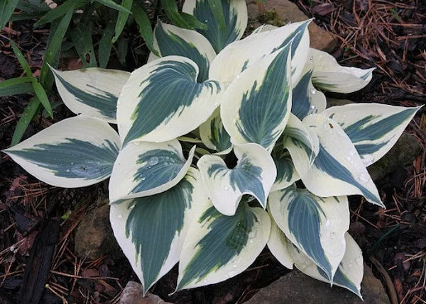 Hosta Great Escape