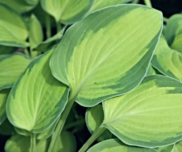 Hosta Gold Rush