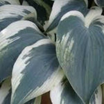 Hosta Great Escape