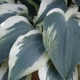 Hosta Great Escape
