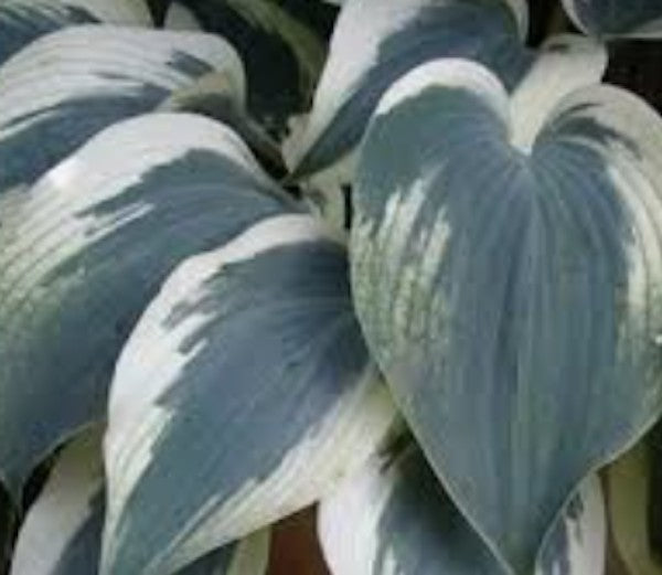 Hosta Great Escape