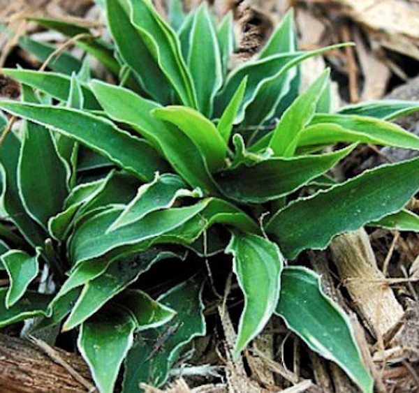 Hosta Little Devil