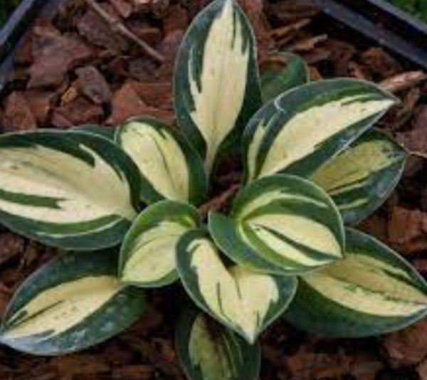 Hosta Snow mouse