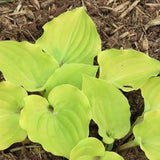 Hosta Crumb Cake
