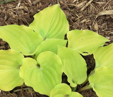 Hosta Crumb Cake
