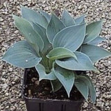 Hosta Baby blue eyes - in vaso