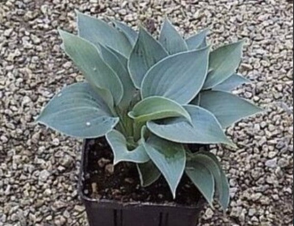 Hosta Baby blue eyes - in vaso