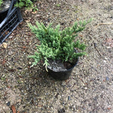 Juniperus Blue Chip vaso 15