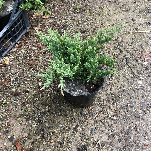 Juniperus Blue Chip vaso 15