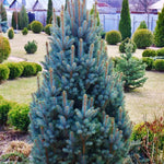 Picea Pungens Iseli Fastigiata  vaso 20 h. 40 cm.