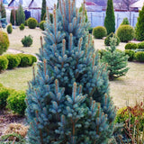 Picea Pungens Iseli Fastigiata  vaso 20 h. 40 cm.