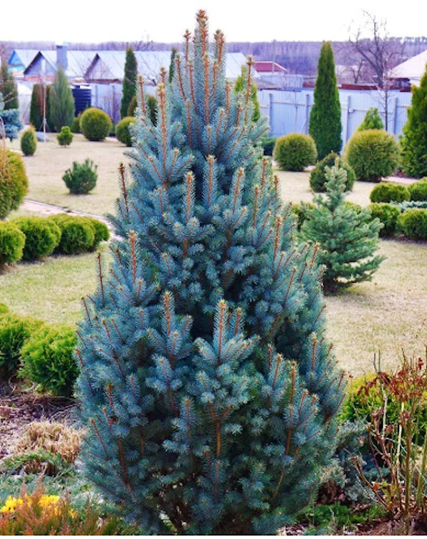 Picea Pungens Iseli Fastigiata  vaso 20 h. 40 cm.