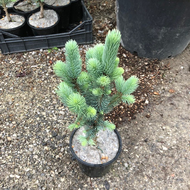 Picea Pungens Iseli Fastigiata  vaso 20 h. 40 cm.