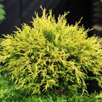 Chamaecyparis Filifera aurea  vaso 15