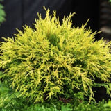 Chamaecyparis Filifera aurea  vaso 15
