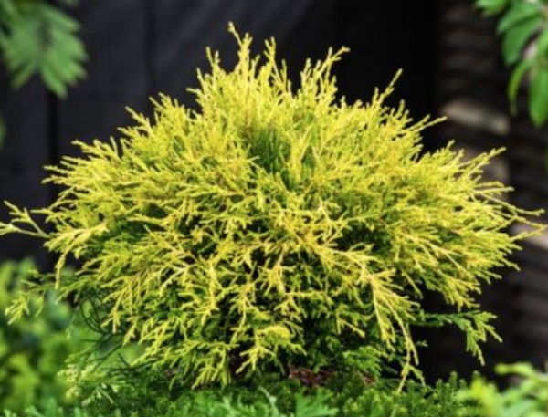 Chamaecyparis Filifera aurea  vaso 15