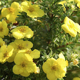 Potentilla Fruticosa Kobolt vaso18