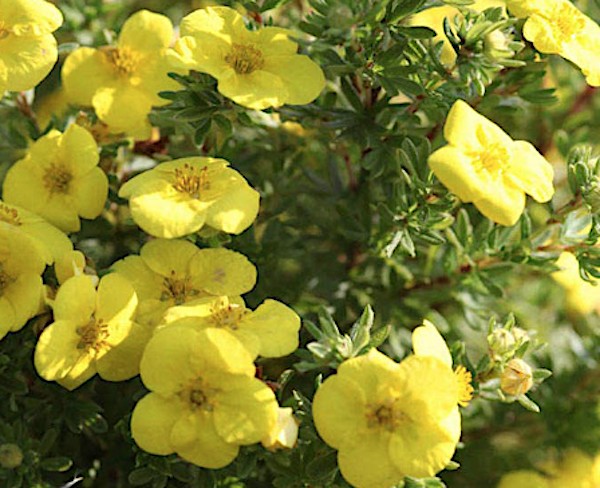 Potentilla Fruticosa Kobolt vaso18