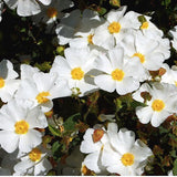Potentilla Fruticosa Obottswood  vaso17