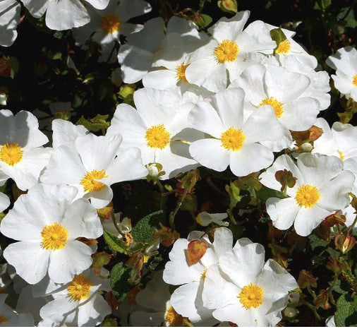 Potentilla Fruticosa Obottswood  vaso17