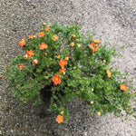 Potentilla Fruticosa Sunset vaso 18