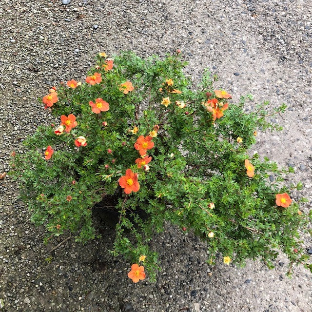 Potentilla Fruticosa Sunset vaso 18