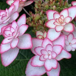 Hydrangea macrophylla 'you and me miss Saori vaso 19