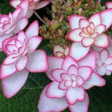 Hydrangea macrophylla 'you and me miss Saori vaso 19