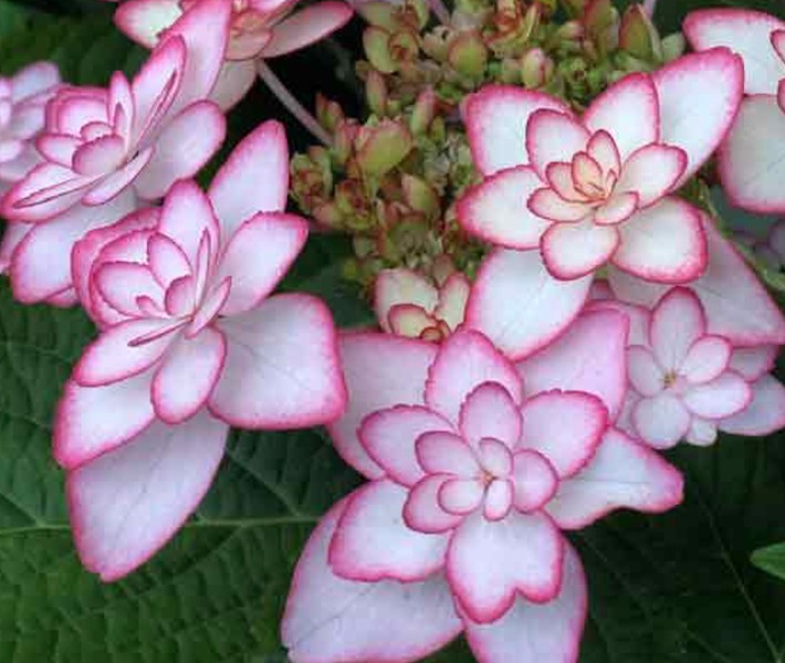 Hydrangea macrophylla 'you and me miss Saori vaso 19