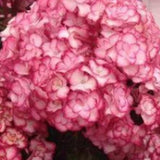 Hydrangea macrophylla 'you and me miss Saori vaso 19