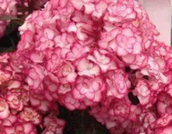 Hydrangea macrophylla 'you and me miss Saori vaso 19