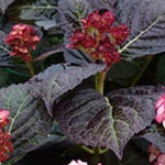 Hydrangea macrophylla 'you and me miss Saori vaso 19