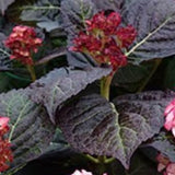 Hydrangea macrophylla 'you and me miss Saori vaso 19
