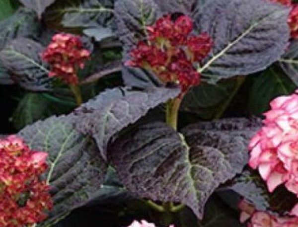 Hydrangea macrophylla 'you and me miss Saori vaso 19