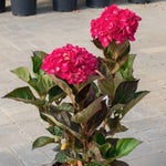 Hydrangea macrophylla 'Merville Sanguine' vaso 19