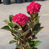 Hydrangea macrophylla 'Merville Sanguine' vaso 19
