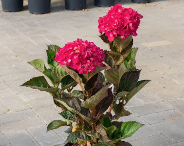 Hydrangea macrophylla 'Merville Sanguine' vaso 19