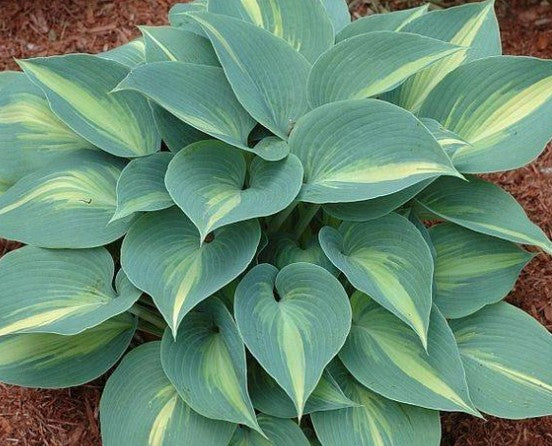 Hosta Grand Marquee
