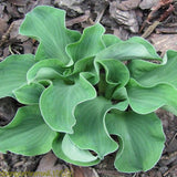 Hosta Dancing Mouse