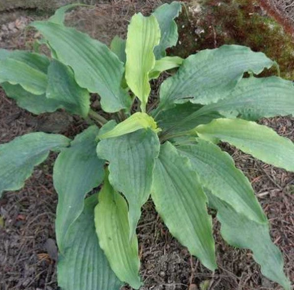 Hosta Atomic Elvis in vaso