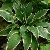 Hosta Kalamazoo
