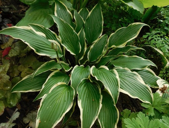 Hosta Kalamazoo