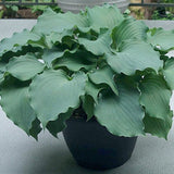 Hosta Frisian Waving Steel