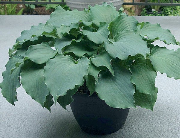 Hosta Frisian Waving Steel
