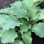 Hosta Frisian Waving Steel