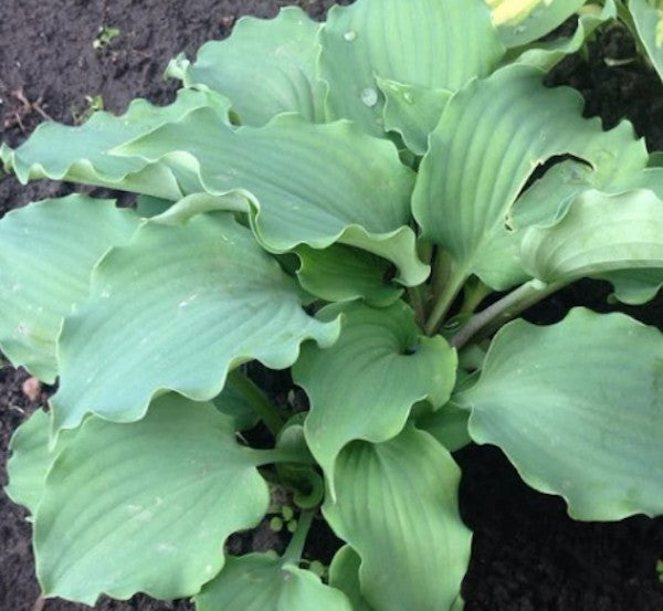 Hosta Frisian Waving Steel